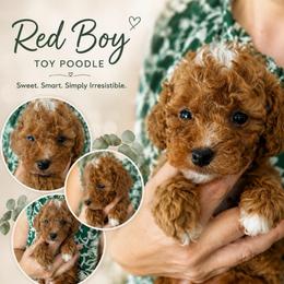 AKC - Red Boy Toy Poodle - Red  male Poodle puppy in Fort Worth, Texas from Ashley Ross Toy Poodles (AKC)