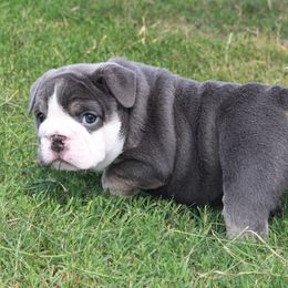 English Bulldog Puppies from Buffalo Bulldogs
