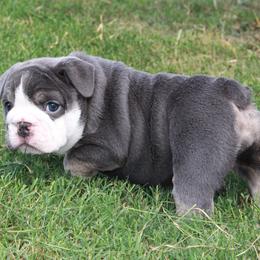 English Bulldog Puppies from Buffalo Bulldogs