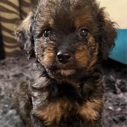 Miles - Phantom male Goldendoodle puppy in Centralia, Missouri from Oodles Of Doodles Mo.