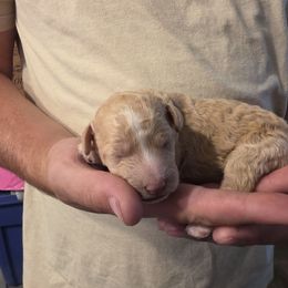 Namaari - Fawn and white female Sheepadoodle puppy in Blackfoot, Idaho from Draper Mountain Doodles