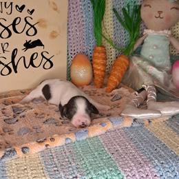 Cruella - Black and tan female Dachshund puppy in Winter Haven, Florida from Gateway 2 Little Paws