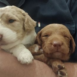 Charlie - Tri-color male Labradoodle puppy in Henderson, Nevada from Hills labradoodles