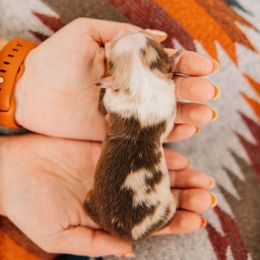 Reba - Red merle female Miniature Australian Shepherd puppy in Enoch, Utah from Twisted H Aussies