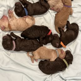 Goldendoodle Puppies from O’Doodle Clan Goldendoodles
