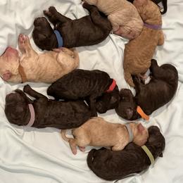 Goldendoodle Puppies from O’Doodle Clan Goldendoodles