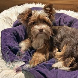 Kiwi - Yorkshire Terrier