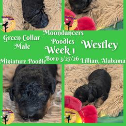Green Collar Male Miniature Poodle Westley - Phantom male Poodle puppy in Lillian, Alabama from Moondancers Poodles