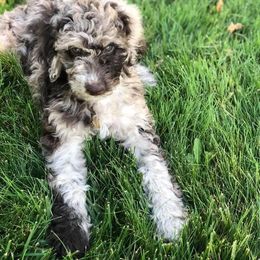 Aussiedoodle Puppies from Ridgeline Doodles