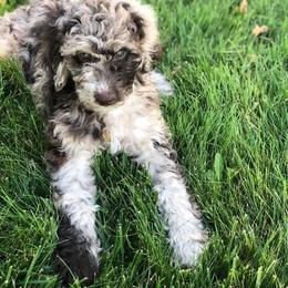 Aussiedoodle Puppies from Ridgeline Doodles