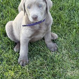 Silver female -purple - Silver female Dilute Retriever puppy in Teton County, Montana from East Front Labradors & Treasure State Schnauzers