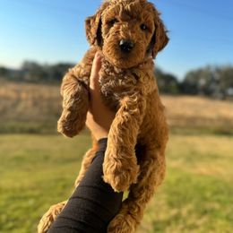 Aussiedoodle and Goldendoodle Puppies from J+Y World of Doodles