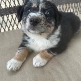 1.  blue merle female - Blue merle female Australian Shepherd puppy in Shoshone, Idaho from Copper Rose Kennel