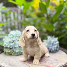 EE Cream Boy - Cream male Dachshund puppy in Fletcher, North Carolina from Lion's Gate Dachshunds