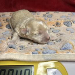 Jenna - Apricot female Maltipoo puppy in Clover, South Carolina from Cudi’s Buddies