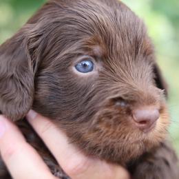 Hagrid - male Golden Mountain Doodle puppy in Murray, Utah from Good Looking Dogs