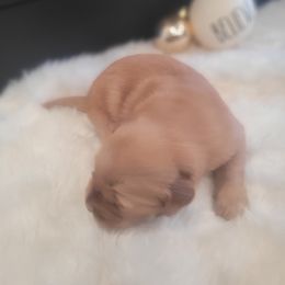 Golden Retriever Puppies from 24KT Retrievers