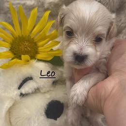 Leo - Cream male Maltipoo puppy in Traverse City, Michigan from Riyem Wildflower Farms