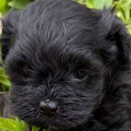 Sabbath - Black male Maltipoo puppy in Lebanon, Kentucky from Mosaic Merle Doodles