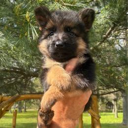 Bandit (black collar) - Black and red male German Shepherd puppy in Union City, Ohio from God’s Gifts German Shepherds