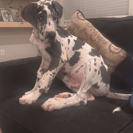 Great Dane Puppies from Phoenix Family Danes