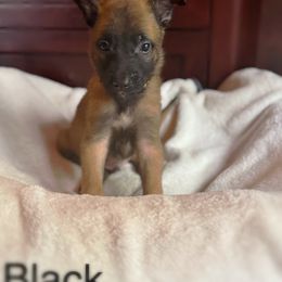 Shadow - Fawn sable male Belgian Malinois puppy in Linwood, Michigan from Gillis Malinois LLC