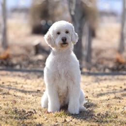 Sadie - Goldendoodle