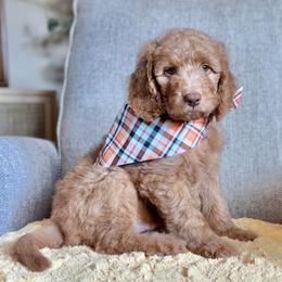 Toffee- Brown Collar - Apricot male Goldendoodle puppy in Bay City, Texas from Charming Doods Goldendoodles