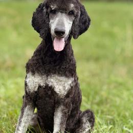 LEDGER - Brindle male Poodle puppy in Pella, Iowa from Prodigy Therapy Dogs