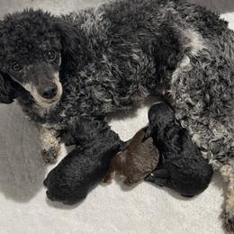 Poodle puppies from The Dynasty