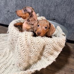 B1 - Dapple male Dachshund puppy in Crossville, Tennessee from Golden Mini Farm