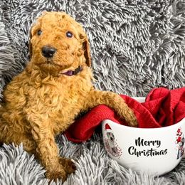 Goldendoodle and Poodle Puppies from The Henry Doodles
