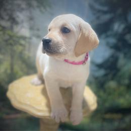 Luna - Yellow female Labrador Retriever puppy in Pilot Hill, California from Houston Labradors