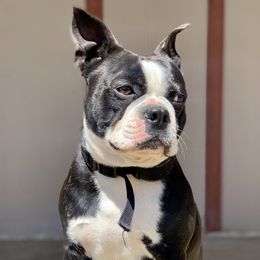 Elvis - Boston Terrier