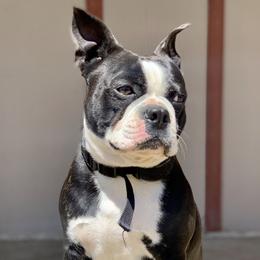 Elvis - Boston Terrier