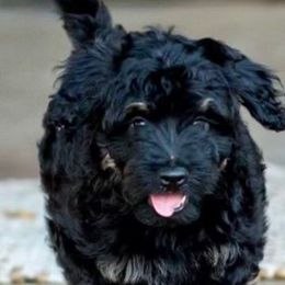 Mac - Aussiedoodle