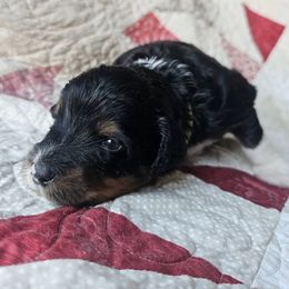 Bernedoodle Puppies from Joyful Pastures Homestead