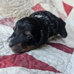 Bernedoodle Puppies from Joyful Pastures Homestead
