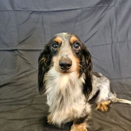Daphne - Dachshund