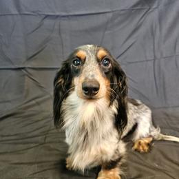 Daphne - Dachshund