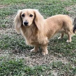 Dachshund puppies from Ruby Rose Dachshund Dynasty