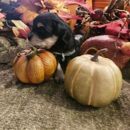 Beaux - Black and silver male Miniature Schnauzer puppy in Lumberton, Texas from 1 Smart Choice Schnauzers Babies