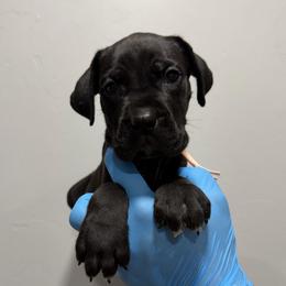 Black Female 4 - Black female Cane Corso puppy in Cashion, Oklahoma from APEXOK Cane Corsos LLC