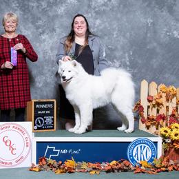 Sylvie - Samoyed