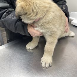 Anatolian Shepherd Dog Puppies from Smithville Hay Livestock Guardian Dogs