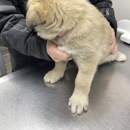 Anatolian Shepherd Dog Puppies from Smithville Hay Livestock Guardian Dogs