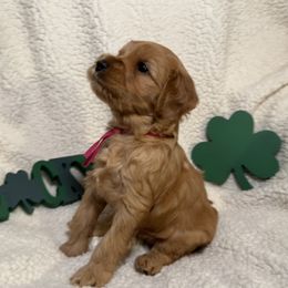 Australian Labradoodle Puppies from Happy-Go-Lucky Australian Labradoodles