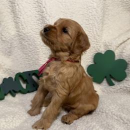 Australian Labradoodle Puppies from Happy-Go-Lucky Australian Labradoodles
