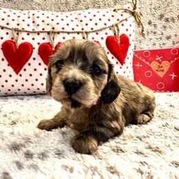 Queena - Cream female Dachshund puppy in Hensley, Arkansas from The Dachshund Barn