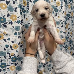 Turquoise-Mini - Parti female Goldendoodle puppy in Millville, New Jersey from Michelle's Doodles